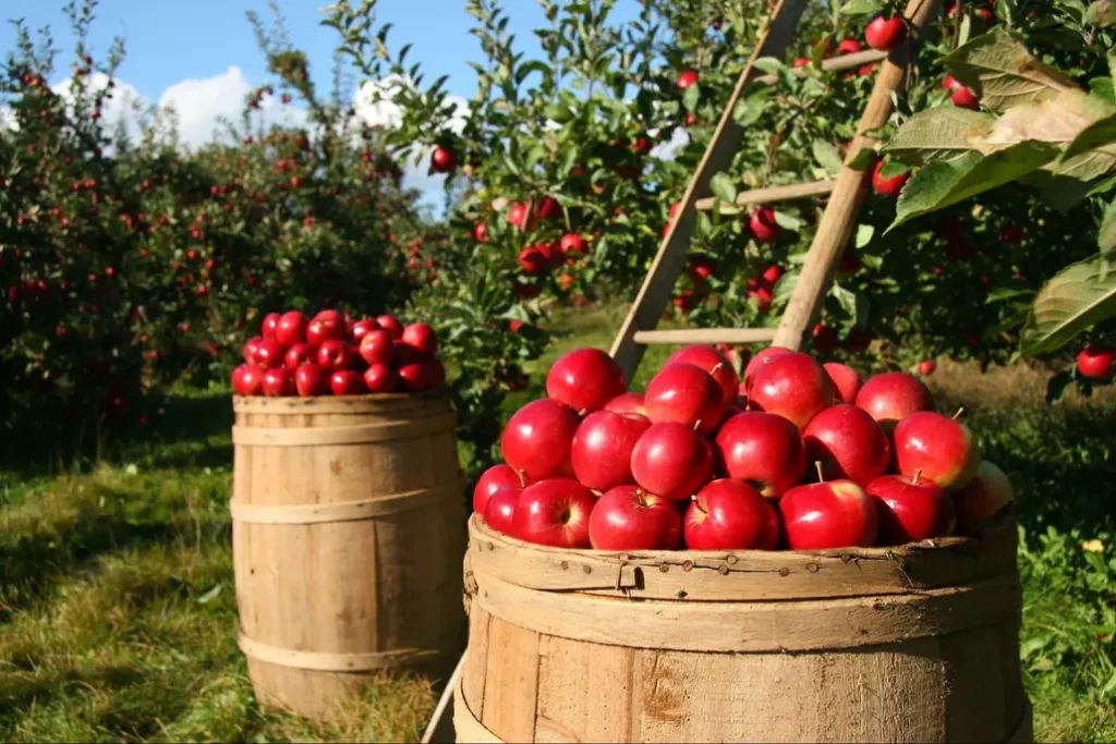 Harvested Apples from an orchard neatly arranged in a basket.